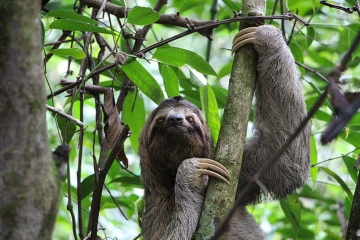 costa-rica-sloth-three-finger-jungle_menu